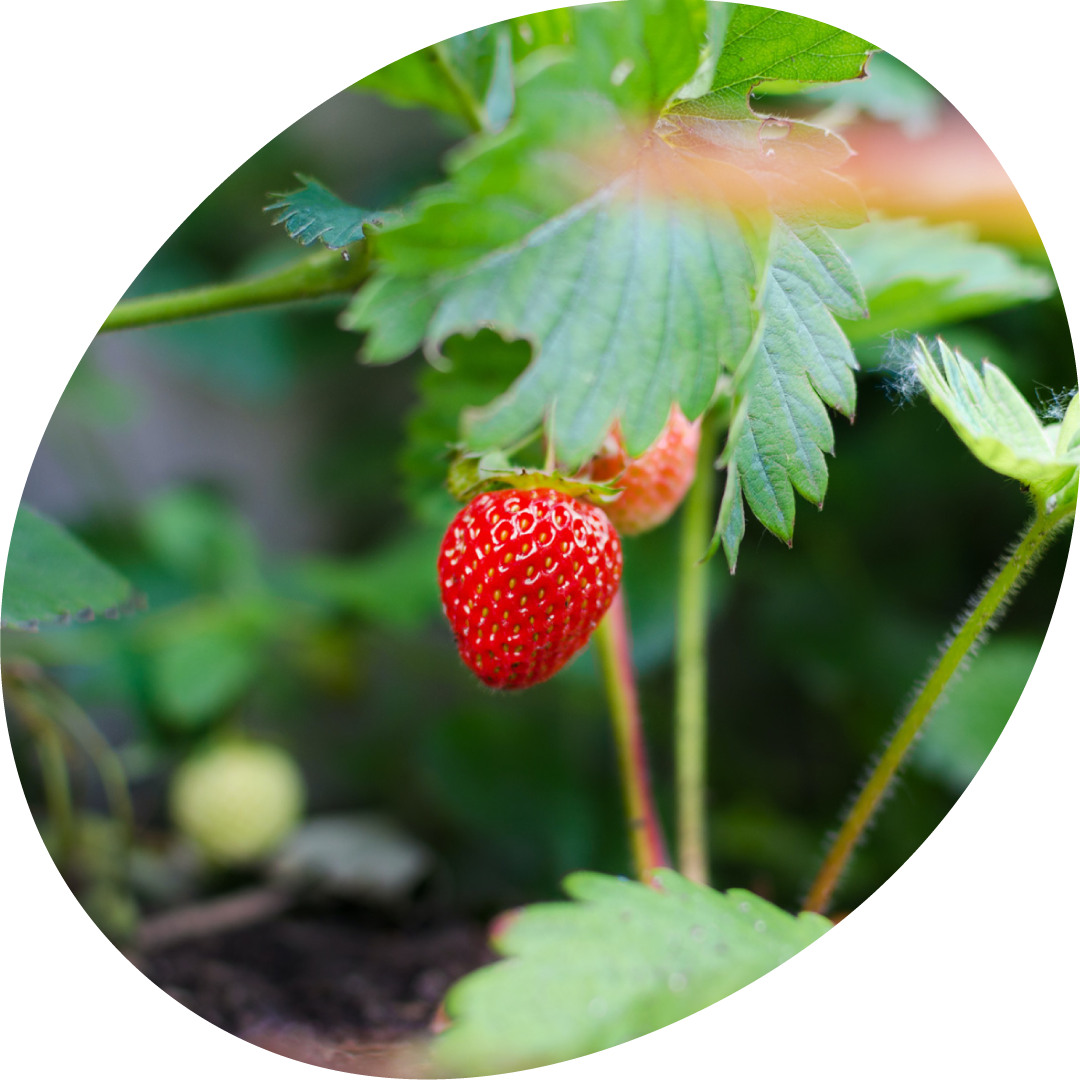 fraisier