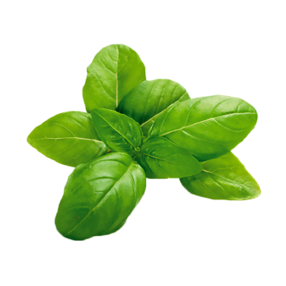 basilic