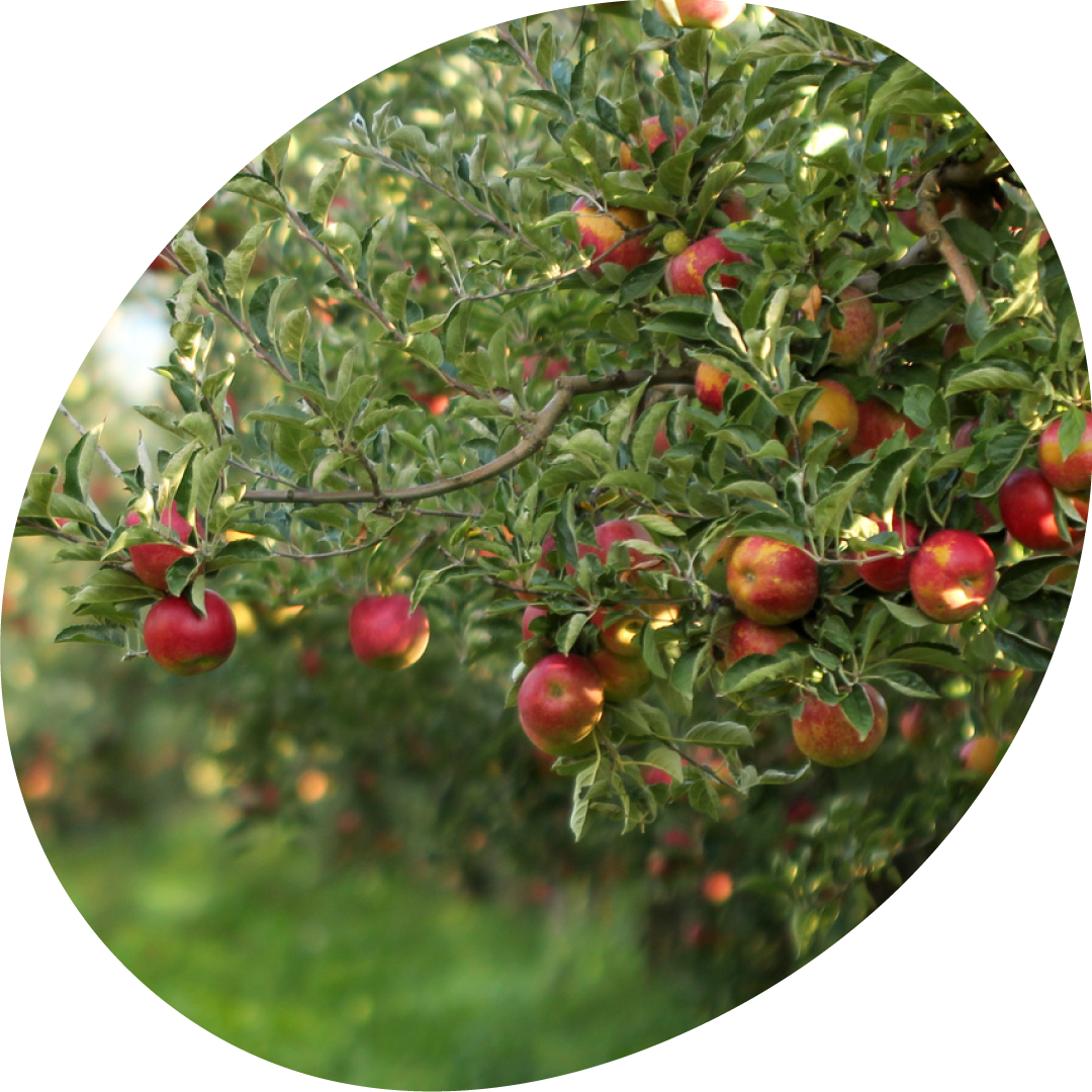 pommier
