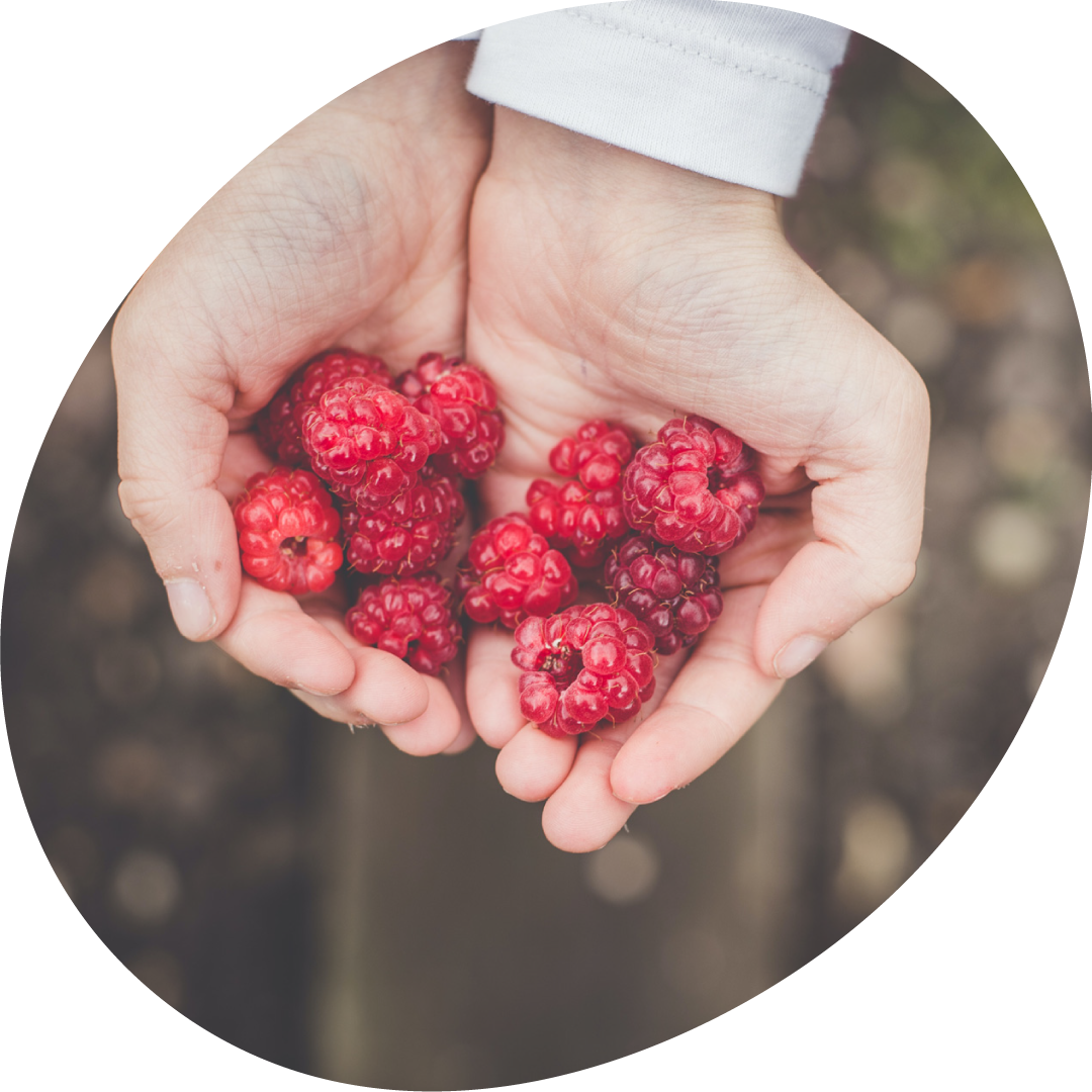 cueillette-de-framboise