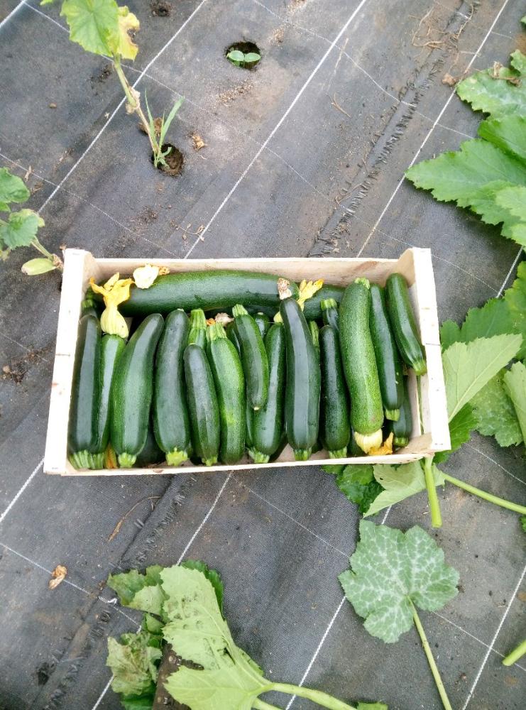 courgette