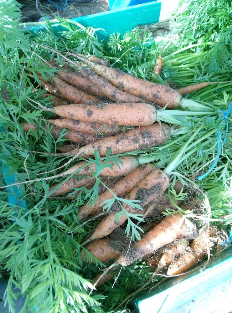 carottes fane