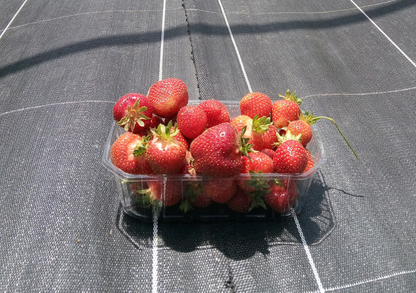 fraise