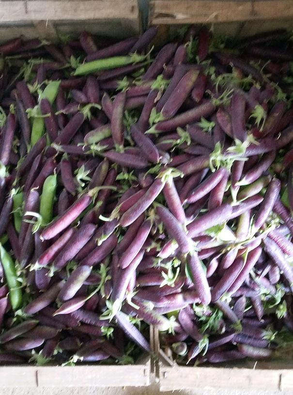pois violet